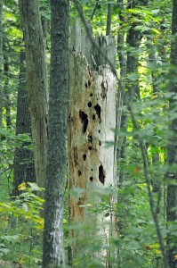 Treecology Snag with Holes